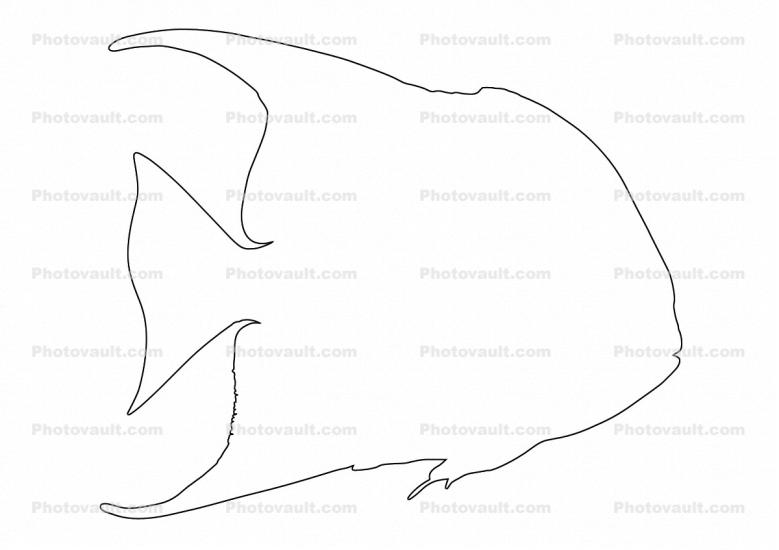 Atlantic Spadefish (Chaetodipterus faber), Perciformes, Ephippidae Outline, line drawing, shape