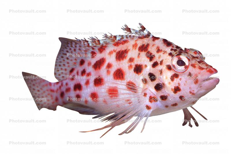 Coral hawkfish, (Cirrhitichthys oxycephalus), Perciformes, Cirrhitidae, photo-object, object, cut-out, cutout
