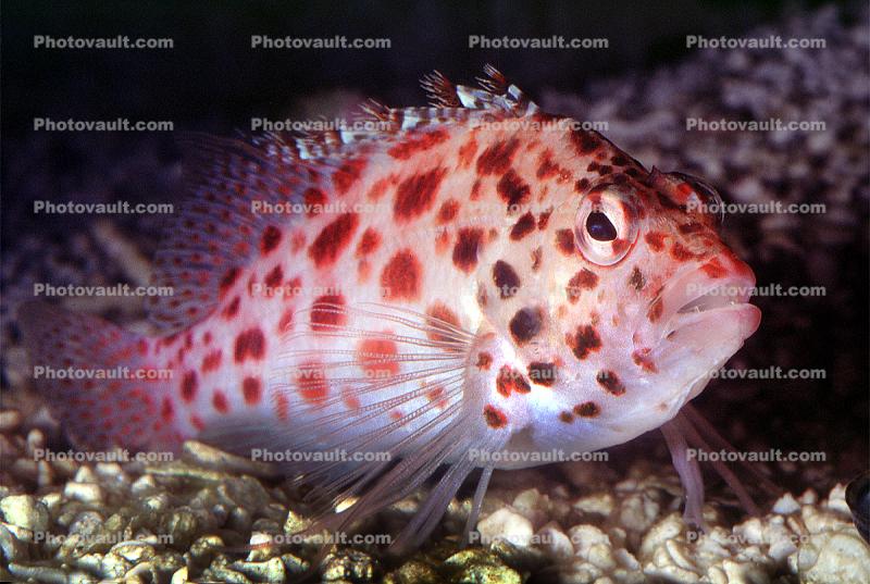 Coral hawkfish, (Cirrhitichthys oxycephalus), Perciformes, Cirrhitidae