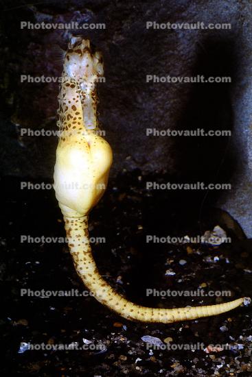 Pot-bellied seahorse, (Hippocampus abdominalis), Syngnathiformes, Syngnathidae