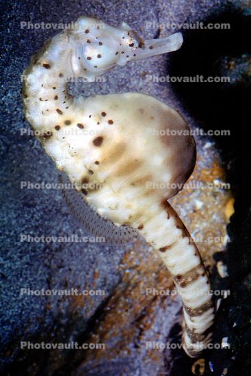 Pot-bellied seahorse, (Hippocampus abdominalis), Syngnathiformes, Syngnathidae