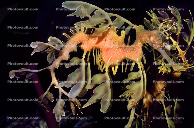 Leafy SeaDragon, (Phycodurus eques), Syngnathiformes, Syngnathidae, Syngnathinae, sea dragon, Biomimicry