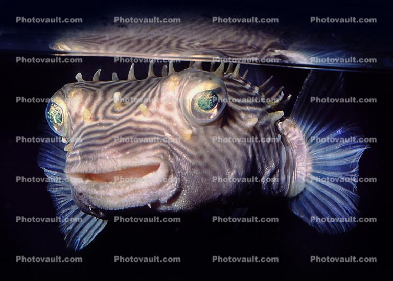 Striped Burrfish, (Chilomycterus schoepfi), eyes