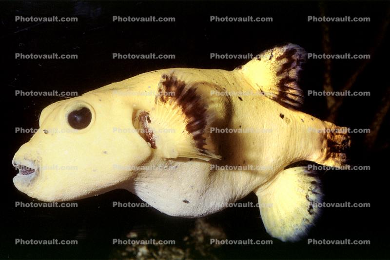 Golden Puffer, (Arothron meleagris), Tetraodontiformes, Tetraodontidae, pufferfish