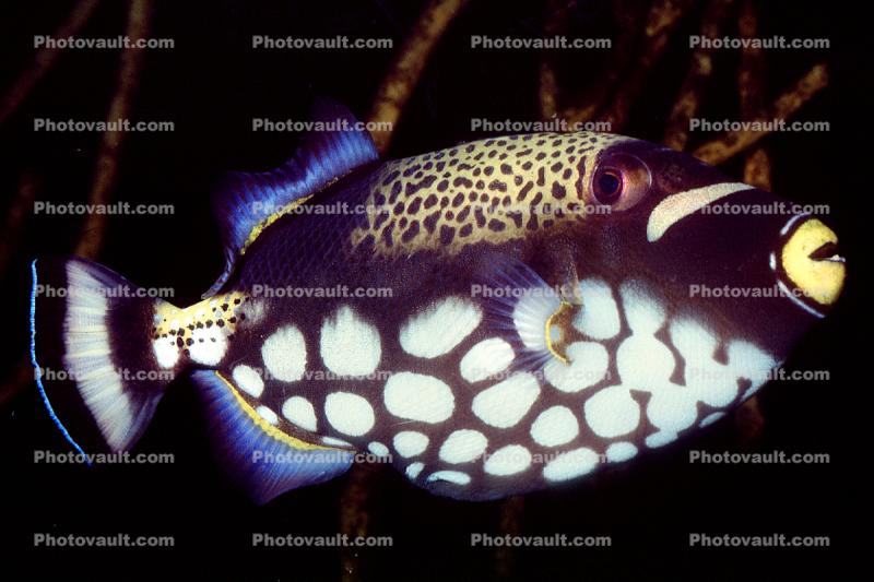 Clown Triggerfish, (Balistoides conspicillum), Tetraodontiformes, Balistidae, coral reef fish