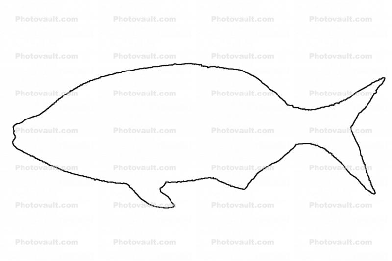 Shiner Surfperch outline, (Cymatogaster aggregata), Perciformes, Embiatocidae, line drawing, shape