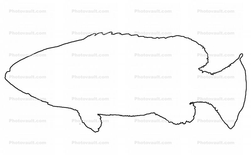 Queensland Grouper outline, (Epinephelus lanceolatus), Perciformes, Serranidae, line drawing, shape