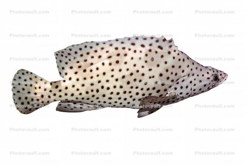 Panther Grouper, (Cromileptes altivelis), Perciformes, Serranidae, photo-object, object, cut-out, cutout