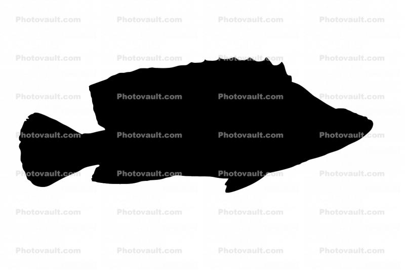 Panther Grouper Silhouette, (Cromileptes altivelis), Perciformes, Serranidae, shape, logo