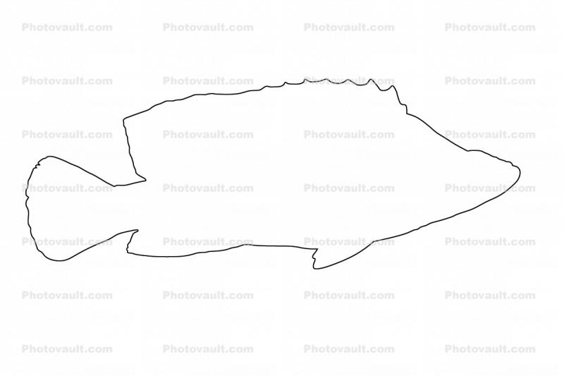 Panther Grouper, (Cromileptes altivelis) outline, Perciformes, Serranidae, line drawing, shape