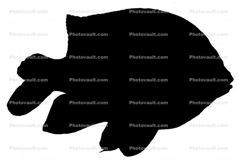 Garibaldi silhouette, Hypsypops rubicundus, Perciformes, Pomacentridae, logo, shape