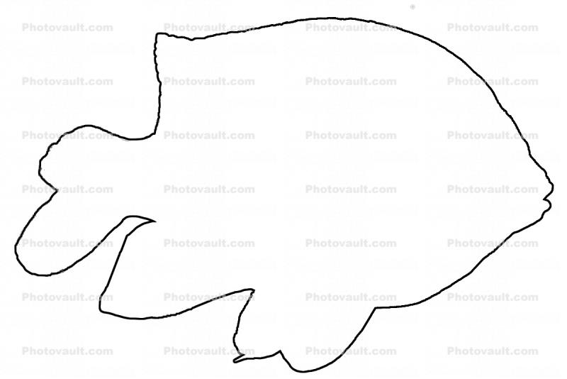 Garibaldi, Hypsypops rubicundus, Perciformes, Pomacentridae, Outline, line drawing, shape