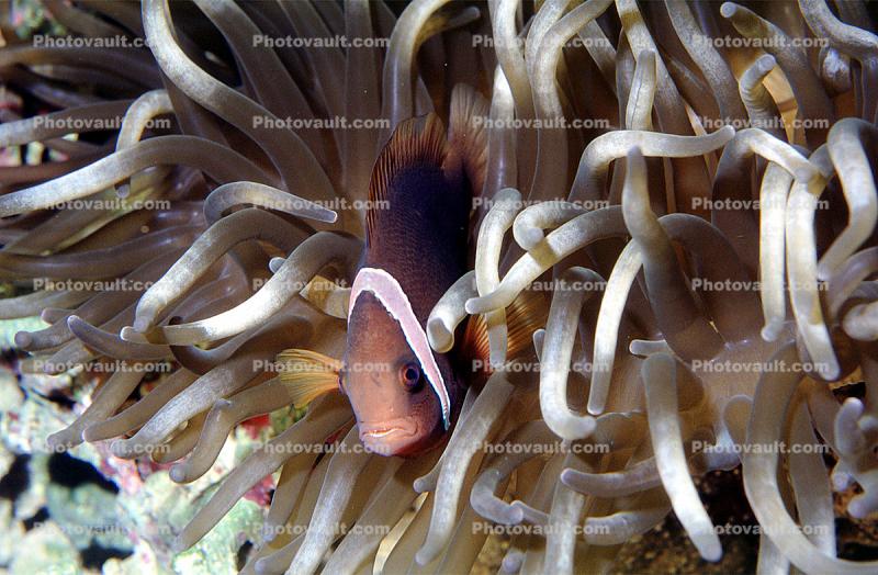Pink Skunk Anemonefish, (Amphiprion perideraion), Pomacentridae, Clownfish, Anemone