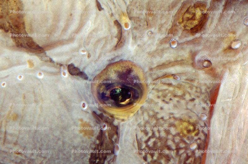 Eye of a Monkeyface-eel, (Cebidichthys violaceus), Perciformes, Zoarcoidei, Stichaeidae