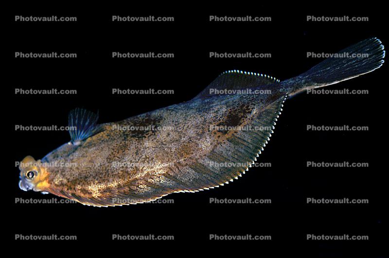 Flounder, Flatfish