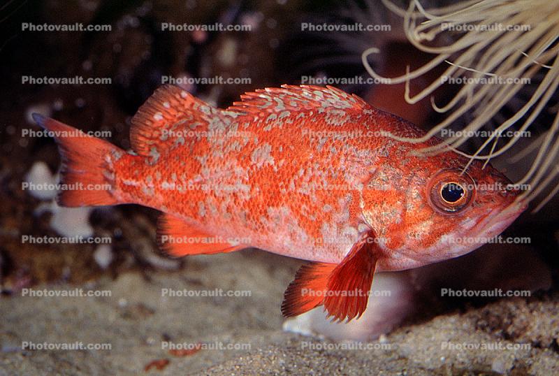 Vermilion rockfish, (Sebastes miniatus), Scorpaeniformes, Sebastidae, vermilion seaperch, red snapper, and red rock cod, eyes