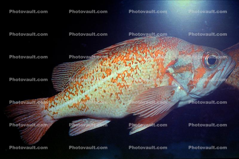 Yellowtail Rockfish, (Sebastes flavidus), Perciformes, Scorpaenidae