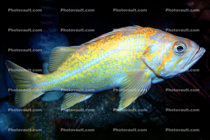 Yellowtail Rockfish (Sebastes flavidus), Perciformes, Scorpaenidae