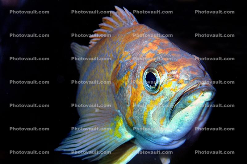 Yellowtail Rockfish (Sebastes flavidus), Perciformes, Scorpaenidae