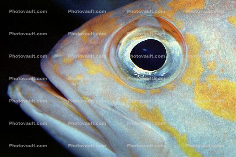 Yellowtail Rockfish (Sebastes flavidus), Perciformes, Scorpaenidae, eyes