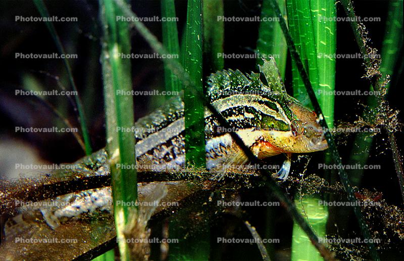 Striped Kelpfish, (Gibbonsia metzi), Perciformes, Clinidae, green camouflage fish, seagrass, eelgrass, underwater, clinid, blennies, blenny, Biomimicry