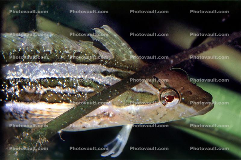 Striped Kelpfish, (Gibbonsia metzi), Perciformes, Clinidae, green camouflage fish, seagrass, eelgrass, clinid, blennies, blenny, Biomimicry