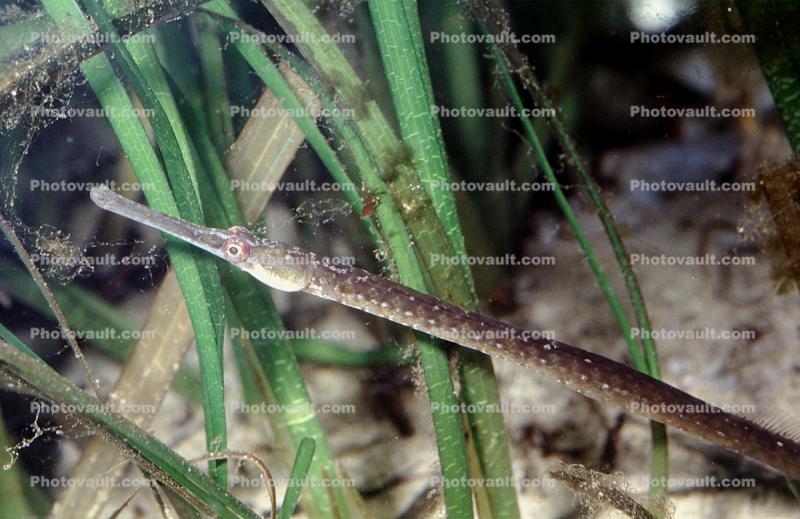 Bay Pipefish, (Syngnathus leptorhyncus), Syngnathidae, eelgrass, seagrass