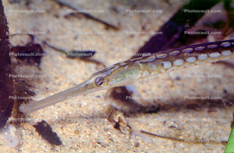 Bay Pipefish, (Syngnathus leptorhyncus), Syngnathidae