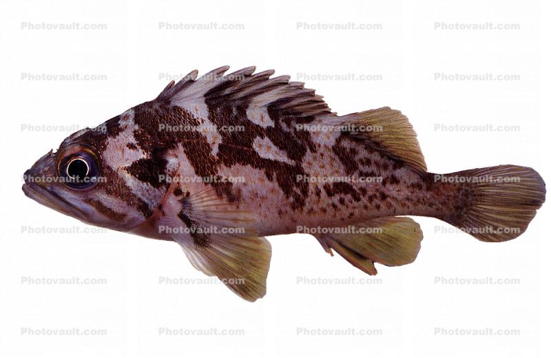 Rockfish, photo-object, object, cut-out, cutout