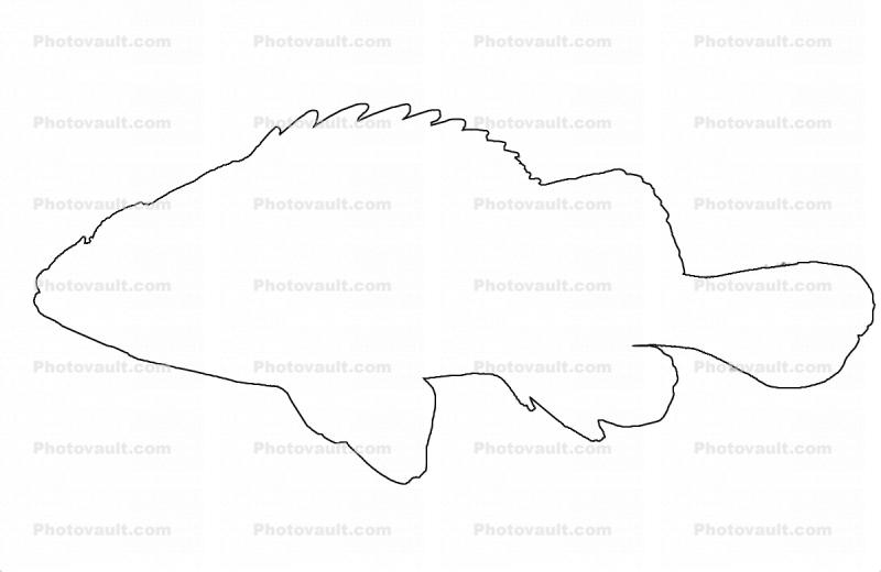 Rockfish outline, line drawing, shape