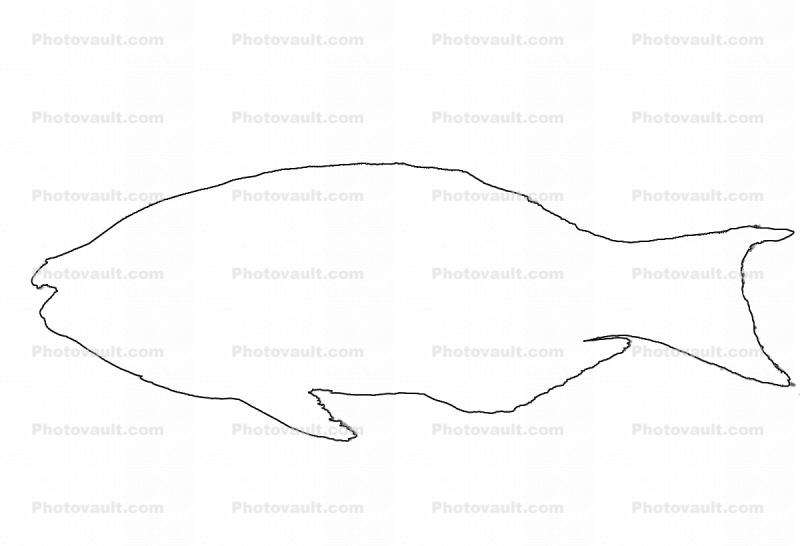 Parrotfish outline, line drawing, shape
