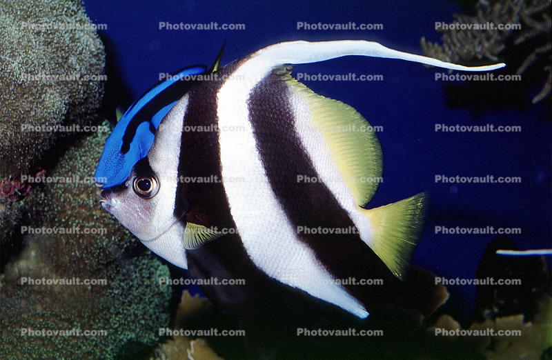 Heniochus BW, Longfin Bannerfish, (Heniochus acuminatus), Perciformes, Chaetodontidae