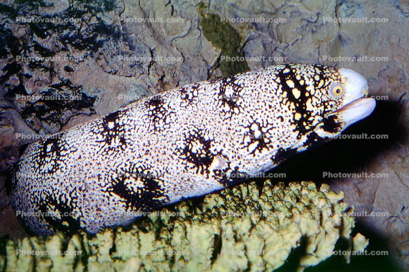 Snowflake Moray Eel (Echidna nebulosa), Anguilliformes, Muraenidae
