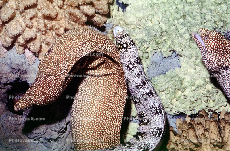 Whitemouth Moray Eel (Gymnothorax meleagris), Anguilliformes, Muraenidae, Turkey Moray