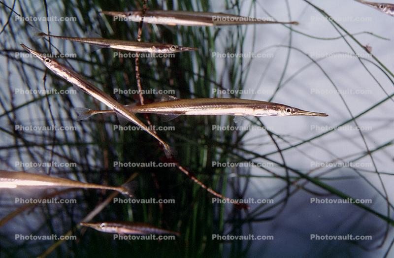 Tubesnout, (Aulorhynchus flavidus), Gasterosteiformes, Aulorhynchidae, eelgrass, seagrass