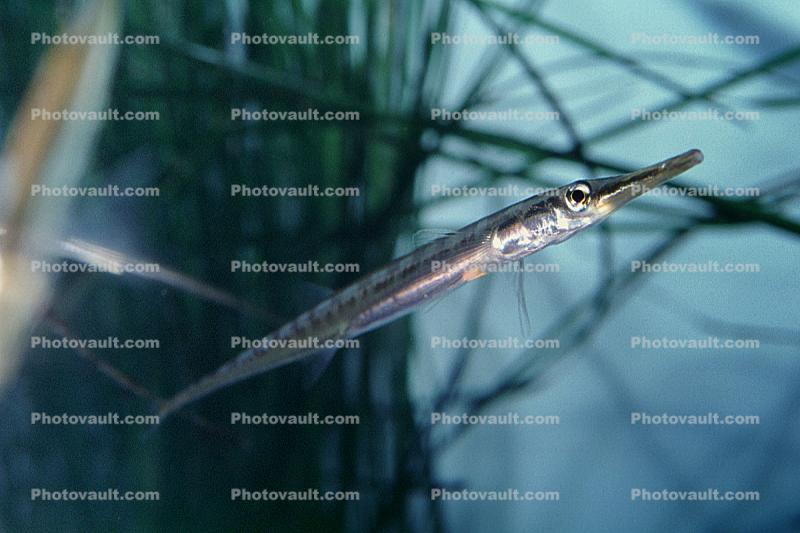 Tubesnout, (Aulorhynchus flavidus), Gasterosteiformes, Aulorhynchidae, eelgrass, seagrass