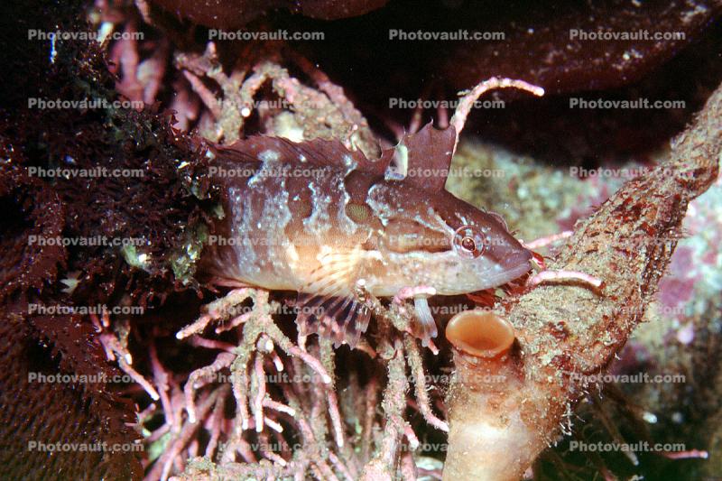 Striped Kelpfish, (Gibbonsia metzi), Perciformes, Clinidae, green camouflage fish, seagrass, eelgrass, clinid, blennies, blenny, Biomimicry
