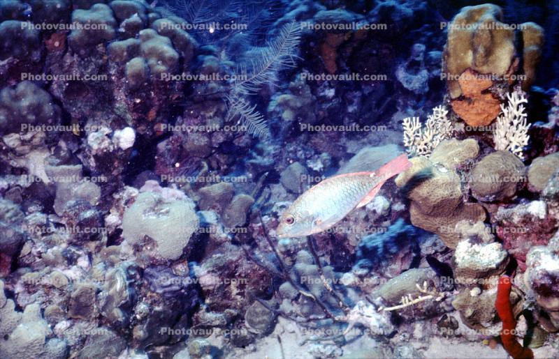 Parrotfish, Cayman Islands