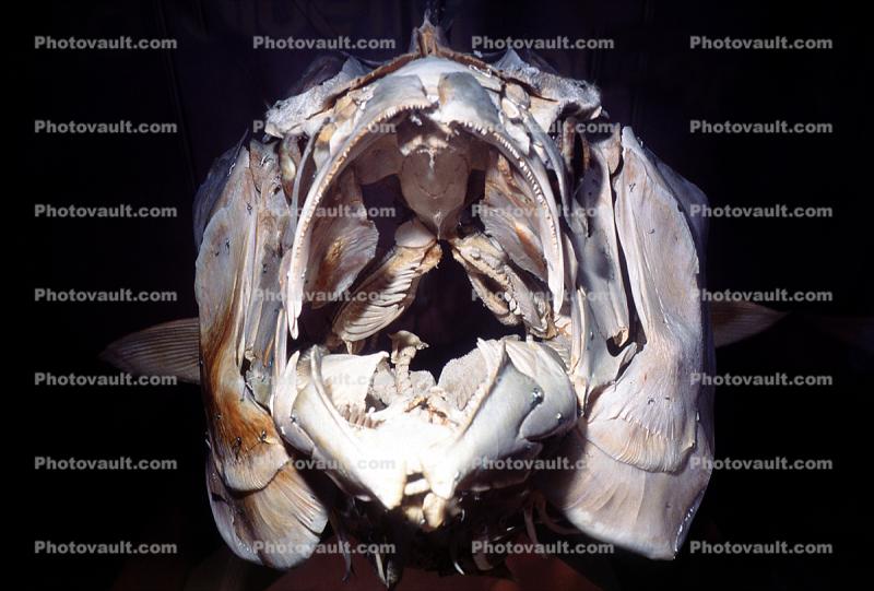 Tunafish Skeleton