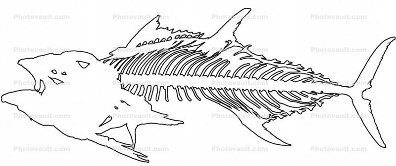 Tuna Skeleton outline, line drawing
