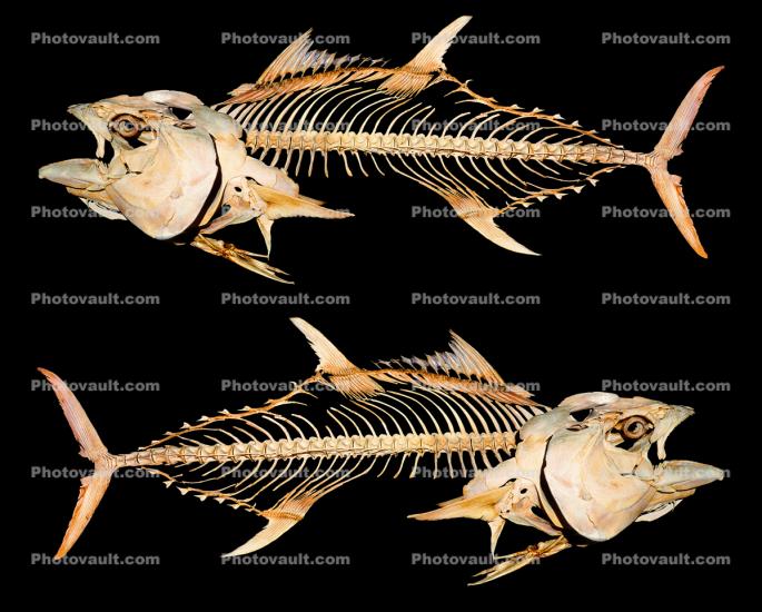 Tunafish Skeletons