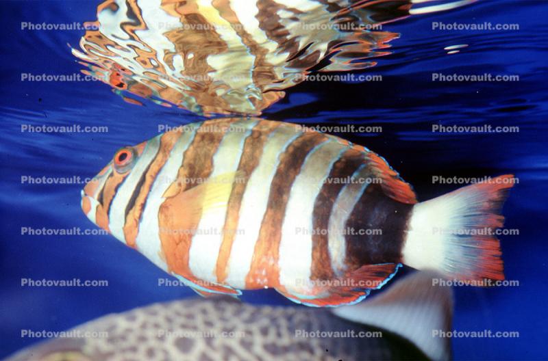 Harlequin Tuskfish (Choerodon fasciatus)