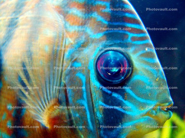 Discus Fish, (Symphysodon discus), Cichlid, Cichlidae, Perciformes, Brazil, eyes, Heroini 