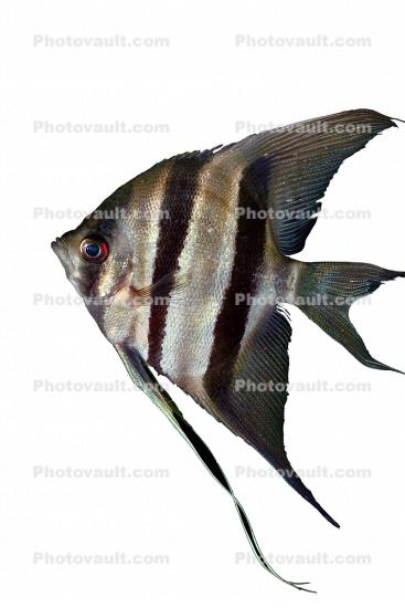 Angelfish, photo-object, object, cut-out, cutout