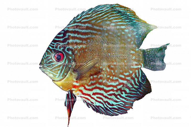 Discus Fish, (Symphysodon discus), Cichlid, Cichlidae, Perciformes, Brazil, photo-object, object, cut-out, cutout, Heroini 
