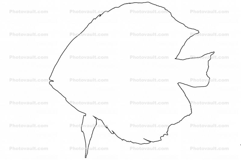 Discus Fish outline, line drawing, shape