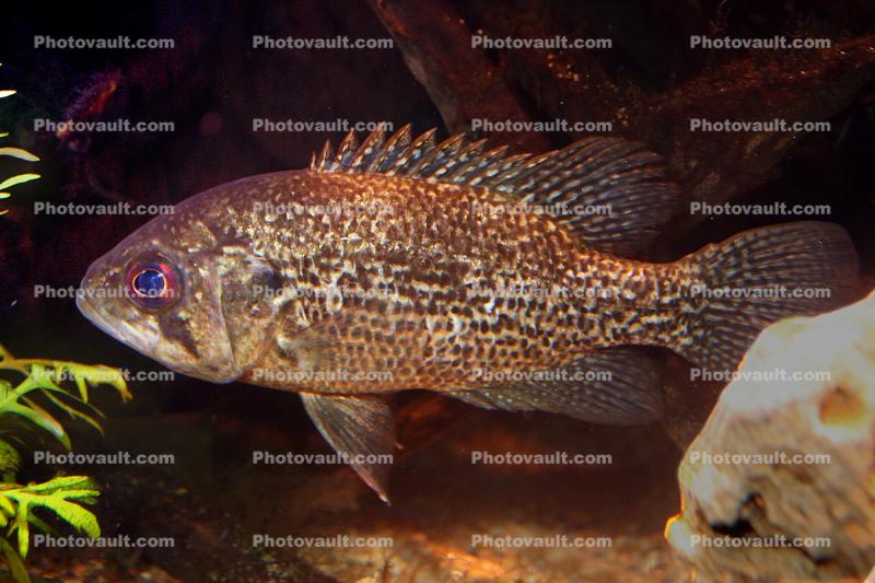 Largmouth Bass, (Micropterus salmoides)