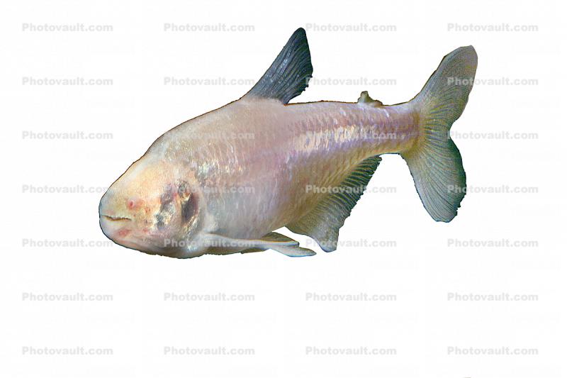 Blind Cave Tetra, (Astyanax mexicanus), Characin, Characiformes, Characidae, Mexico, Charican, photo-object, object, cut-out, cutout