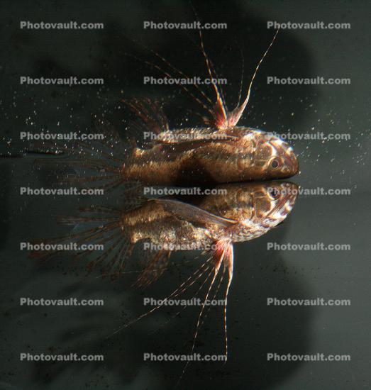 Butterflyfish, (Pantodon buchholzi), Osteoglossiformes, Pantodontidae, eyes