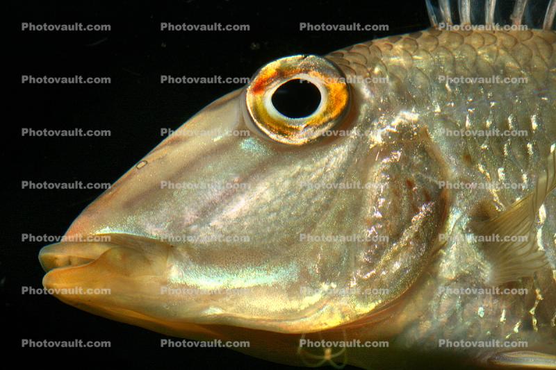 Earth-eater Chichlid, (Geophagus altifrons), Perciformes, Cichlidae, Cichlid, Amazon Basin, Brazil, eyes, eyes